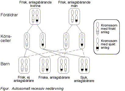 Figur. Autosomalt recessiv nedrvning